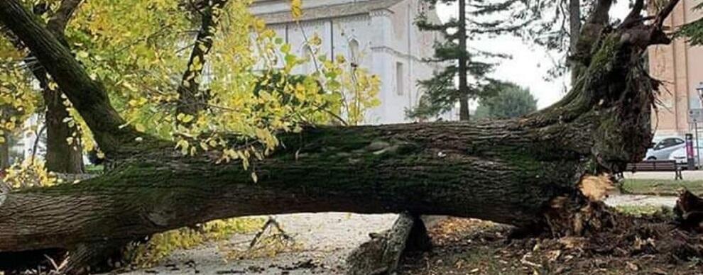 Paura in Calabria, il forte vento sradica un albero: uomo colpito alla testa