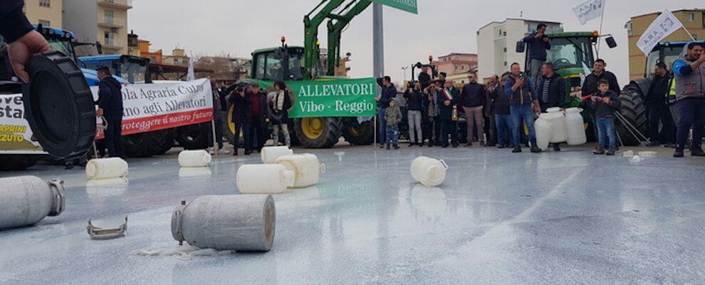Protestano gli allevatori in Calabria, latte versato in strada
