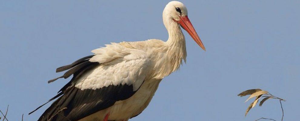 Uccisa una cicogna bianca in Calabria, LIPU: “Atto gravissimo”