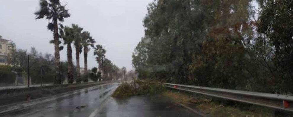 Maltempo, rami in strada lungo la S.S. 106: si raccomanda prudenza