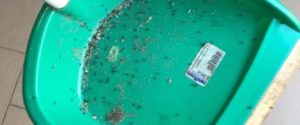 Scuola elementare di Roccella Jonica invasa dalle formiche item-thumbnail