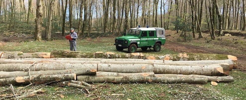 Sorpreso a tagliare piante all’interno del Parco Nazionale d’Aspromonte, finisce ai domiciliari