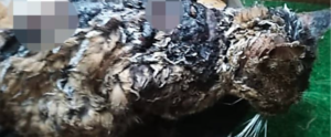 Gettano catrame caldo su un gatto, è in fin di vita item-thumbnail