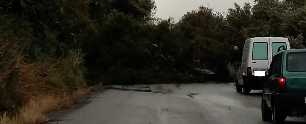 Il forte vento fa crollare un albero. Strada bloccata