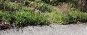 Segnalazione: “Qui nessuno è ancora passato per ripulire le strade di Campoli” item-thumbnail