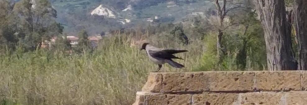 Metti una domenica mattina sul lungomare di Caulonia…