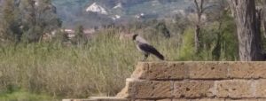 Caulonia nel guinness dei primati per il lampione più rumoroso del mondo item-thumbnail