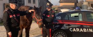 Truffa su acquisto cavalli, 8 denunciati item-thumbnail