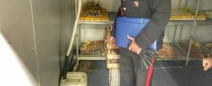 Festa della donna: prodotti scaduti e pietanze tra escrementi di gatti e topi, denunciato il titolare di un ristorante item-thumbnail