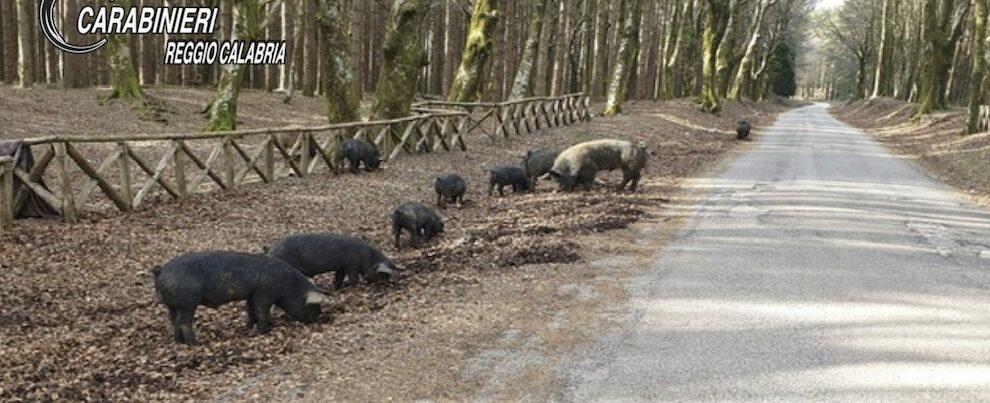 Sorpreso a far pascolare gli animali all’interno del Parco Nazionale d’Aspromonte, denunciato dai Carabinieri