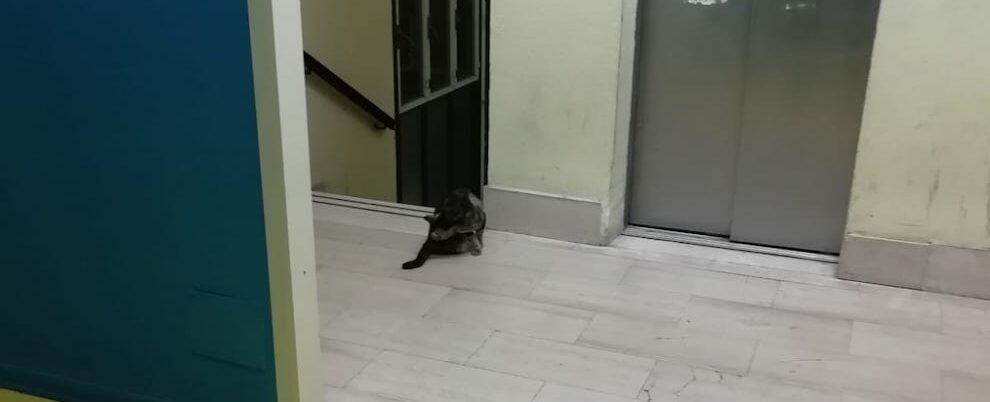 Foto del giorno: gatto in visita all’ospedale di Locri