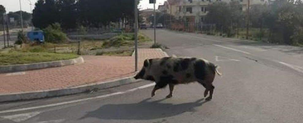 Siderno, avvistato un suino nero nei pressi della rotonda di via dei Colli