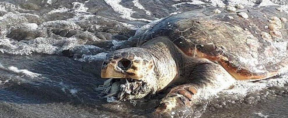 Trovata in Calabria una tartaruga morta con la bocca piena di plastica