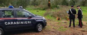Sorpresi a tagliare 23 alberi di ulivo, arrestati due pregiudicati item-thumbnail