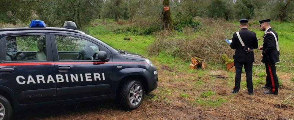 Sorpresi a tagliare 23 alberi di ulivo, arrestati due pregiudicati