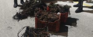Sorpresi ad incendiare cavi di rame, due fratelli in manette item-thumbnail