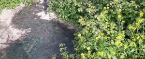 AttiviAmo Caulonia denuncia: “Fiumi di fogna a cielo aperto a Focà” item-thumbnail