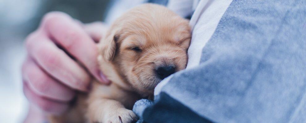 Le associazioni animaliste di Gioiosa Ionica lanciano una petizione