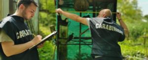 Operazione antibracconaggio: sequestri di armi e denunce nel reggino item-thumbnail