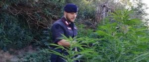 Scoperta una piantagione di canapa indiana a Sant’Ilario dello Jonio item-thumbnail