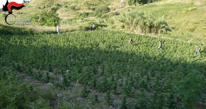 Due ragazzi di Africo sorpresi a curare una piantagione di marijuana dai carabinieri di Bianco