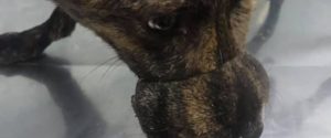 Palmi, l’Enpa soccorre un cagnolino abbandonato con il muso legato da un filo di ferro item-thumbnail