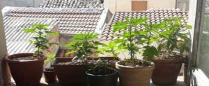 Sorpreso in casa con 60 piantine di marijuana, un arresto a Gioiosa item-thumbnail