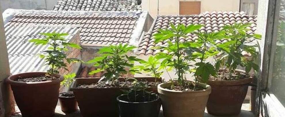 Sorpreso in casa con 60 piantine di marijuana, un arresto a Gioiosa