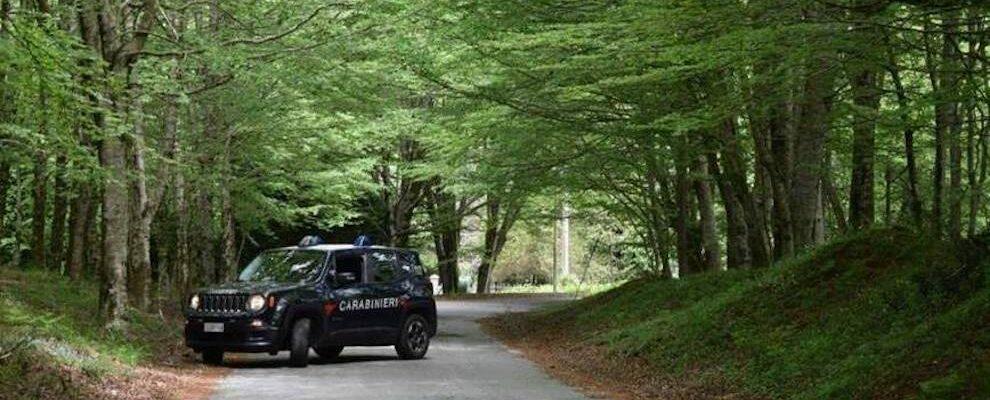 Coltivazione di marijuana nella Locride, arrestati due fratelli