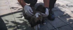 I Carabinieri salvano due cagnolini da morte certa item-thumbnail