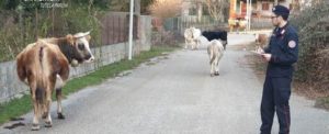 Pascolo abusivo all’interno del Parco Nazionale d’Aspromonte, denunciata una allevatrice item-thumbnail
