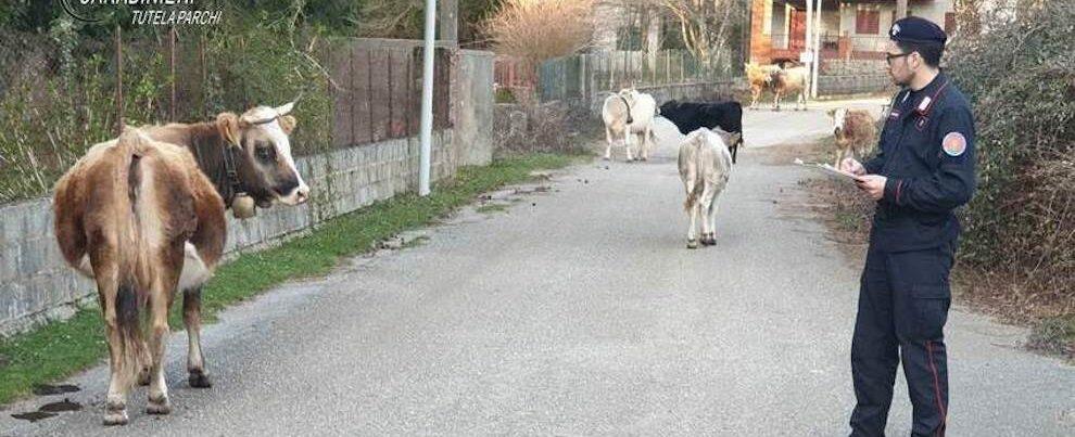 Pascolo abusivo all’interno del Parco Nazionale d’Aspromonte, denunciata una allevatrice