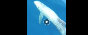 Lo spettacolo del mare a Gioiosa. Il video degli splendidi delfini di Risso item-thumbnail