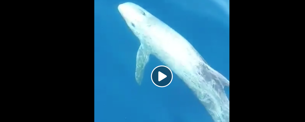 Lo spettacolo del mare a Gioiosa. Il video degli splendidi delfini di Risso