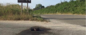 Cane dato alle fiamme per strada, la denuncia dell’Enpa item-thumbnail
