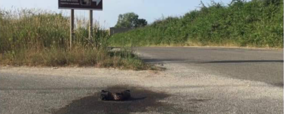 Cane dato alle fiamme per strada, la denuncia dell’Enpa