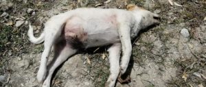 Criminali in libertà a Caulonia marina, avvelenati in pochi giorni 20 cani! item-thumbnail