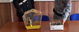 Custodiva un merlo e un cardellino dentro gabbie piccole e sporche, denunciato item-thumbnail