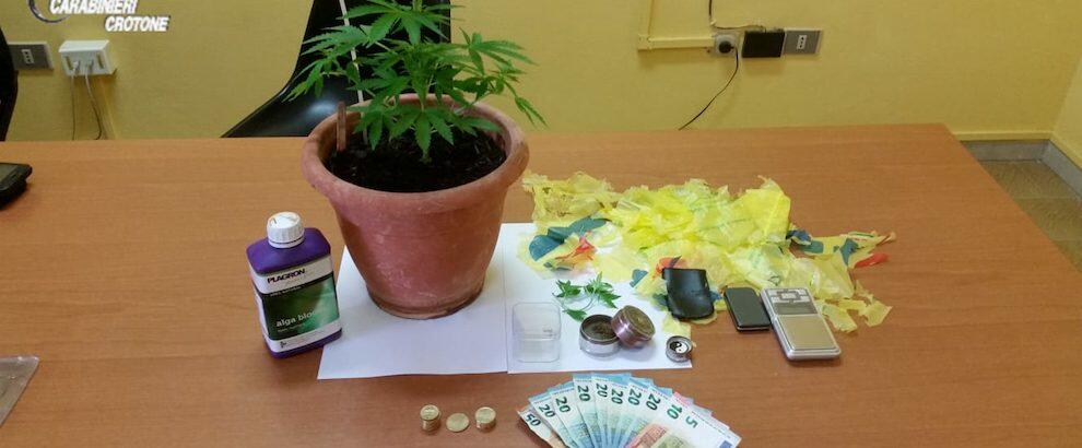 Coltivava marijuana in casa, denunciato un minorenne