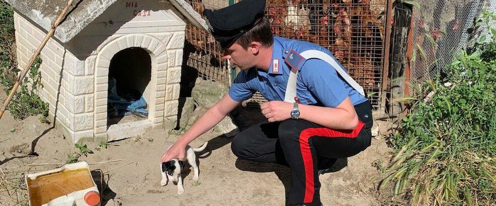 Abbandona 4 cuccioli di cane per strada, rintracciato e denunciato un 79enne