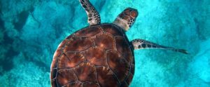 Una tartaruga depone le uova nella spiaggia di Monasterace item-thumbnail
