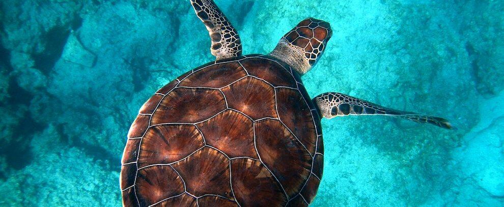 Una tartaruga depone le uova nella spiaggia di Monasterace