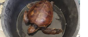 Salvata una tartaruga Caretta caretta al largo di Caulonia item-thumbnail