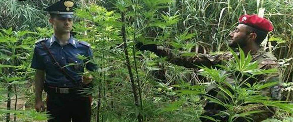 Sorpreso all’interno di una piantagione di marijuana, in manette un pregiudicato