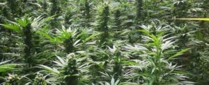 Scoperta una piantagione di marijuana nella Locride item-thumbnail
