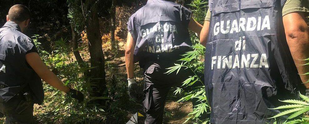 Rinvenuta una maxi piantagione di cannabis nella Locride