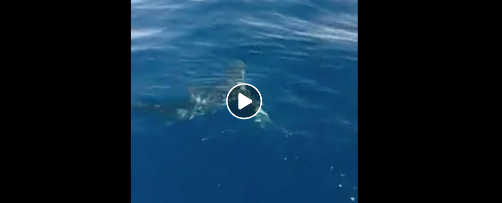 Pescatore gioiosano si imbatte in squalo di 2 metri e mezzo di fronte alla costa di Roccella- video
