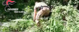 Scoperta piantagione di canapa a Cittanova item-thumbnail