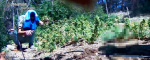 Coltivavano piantagioni di marijuana nella Locride, 12 misure cautelari item-thumbnail