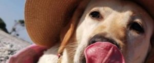 Il personaggio del giorno è la cagnolina Bella item-thumbnail